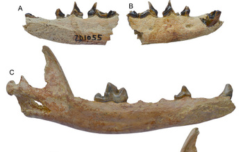 fossilized jawbones of the Himalayan fox,